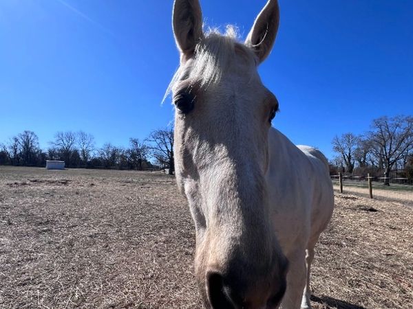 Hi, my name is Tanner.   I am a 15 year old Quarter Horse/ Tenessee Walker.   My favorite little per