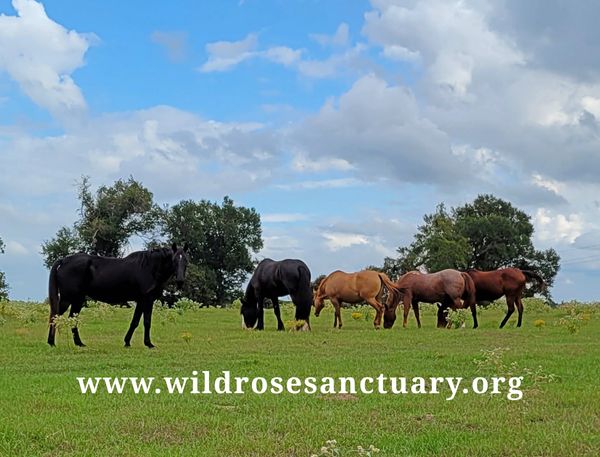 Just a few of our beautiful Mares here at Wild Rose Sanctuary. 