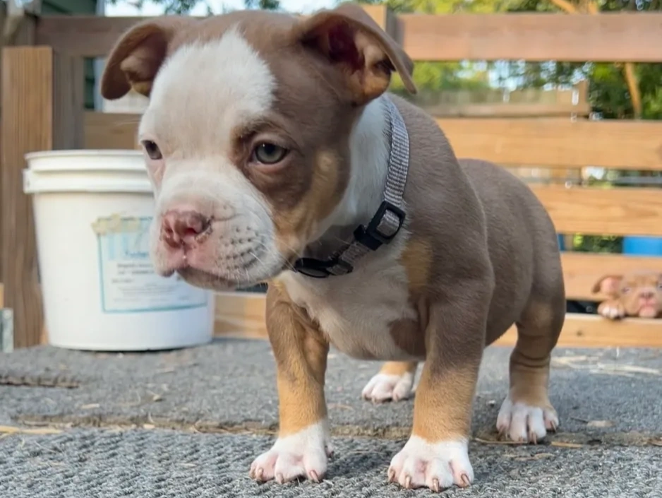 Brand new purebred American Bully Puppies for sale in Grover, Charlotte, Gastonia, Shelby NC, SC