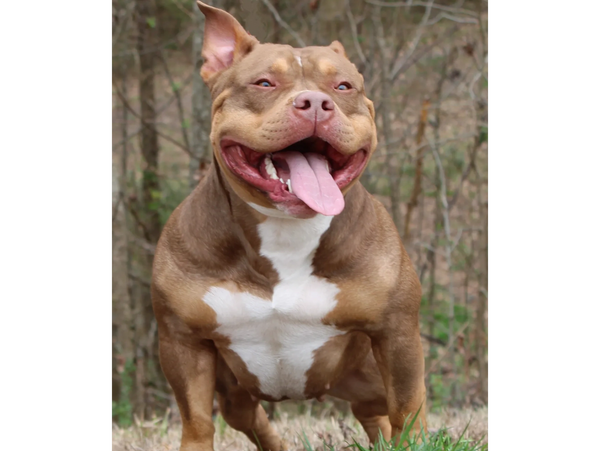 Happy, Healthy Purebred American Bully ABKC registered. Purebred litter for sale in Charlotte, NC