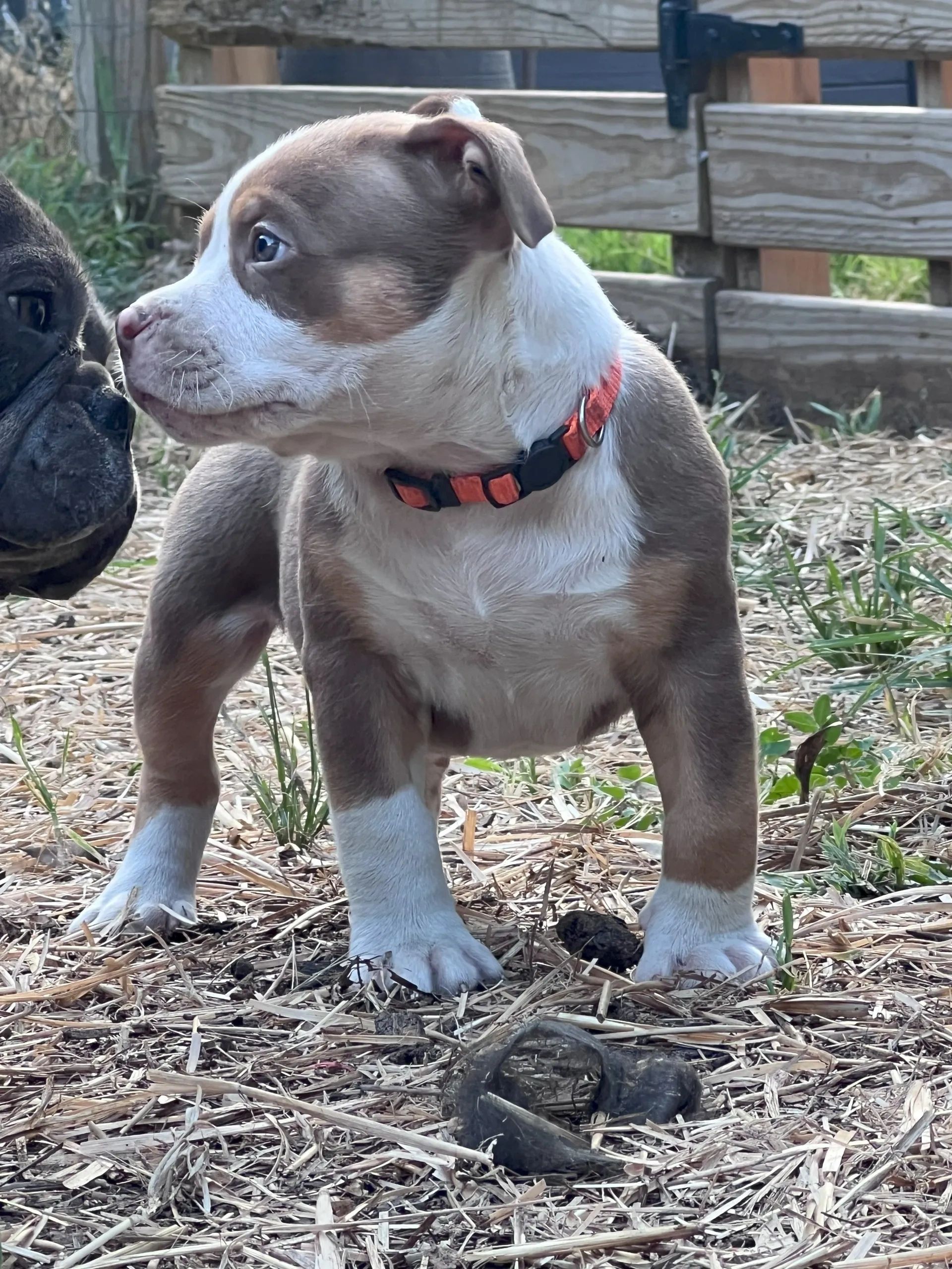 Brand new purebred American Bully Puppies for sale in Grover, Charlotte, Gastonia, Shelby NC, SC