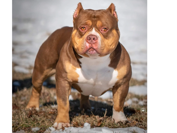 Rochova, award winning purebred American Bully stud for the new Bully Dreamz litter. Charlotte, NC.
