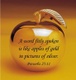 Apples of Gold Books 