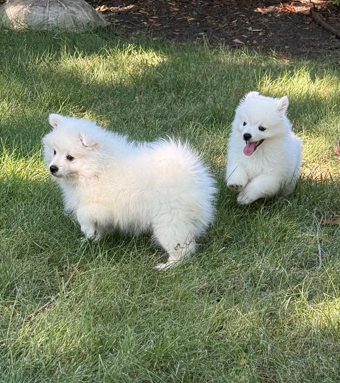 2 Available male puppies. Complete an application today!