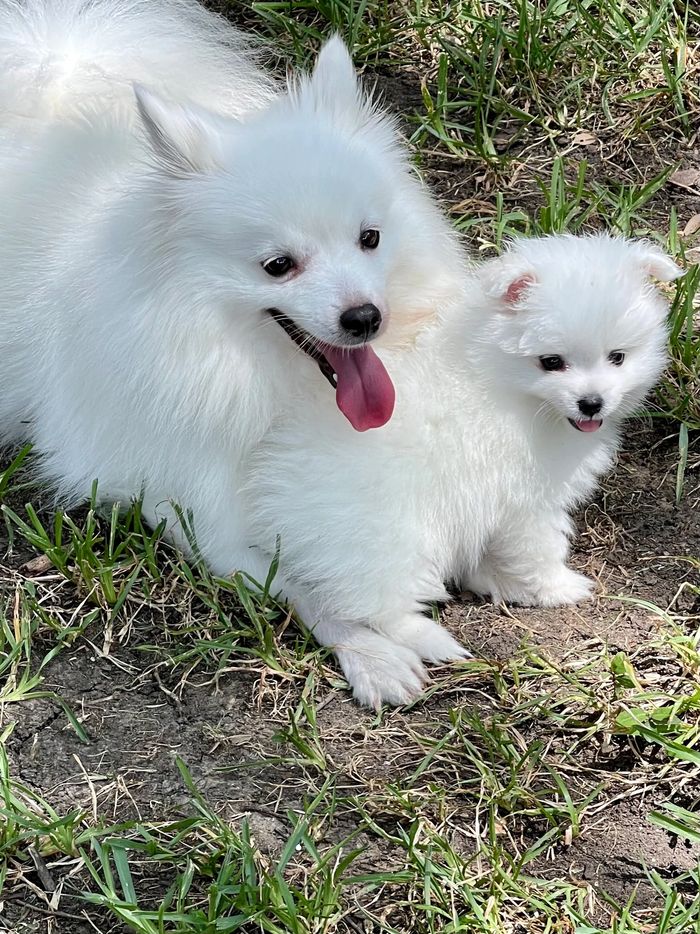 Complete an application today for a future litter!
