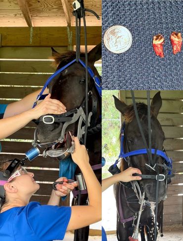 Wolf tooth extraction on 2.5 year old mare.