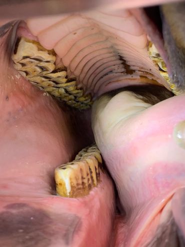 Performance horse equilibration on an Argentinian pony used for barrel racing.