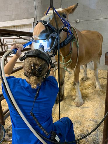Performance horse equilibration on an Clydestale x Hafllinger used for cart work.