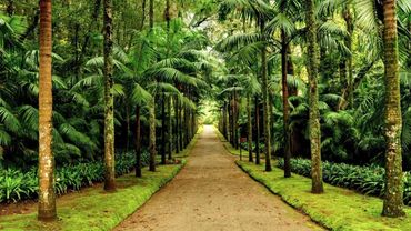 A straight pathway lined with tall palm trees and lush greenery.
