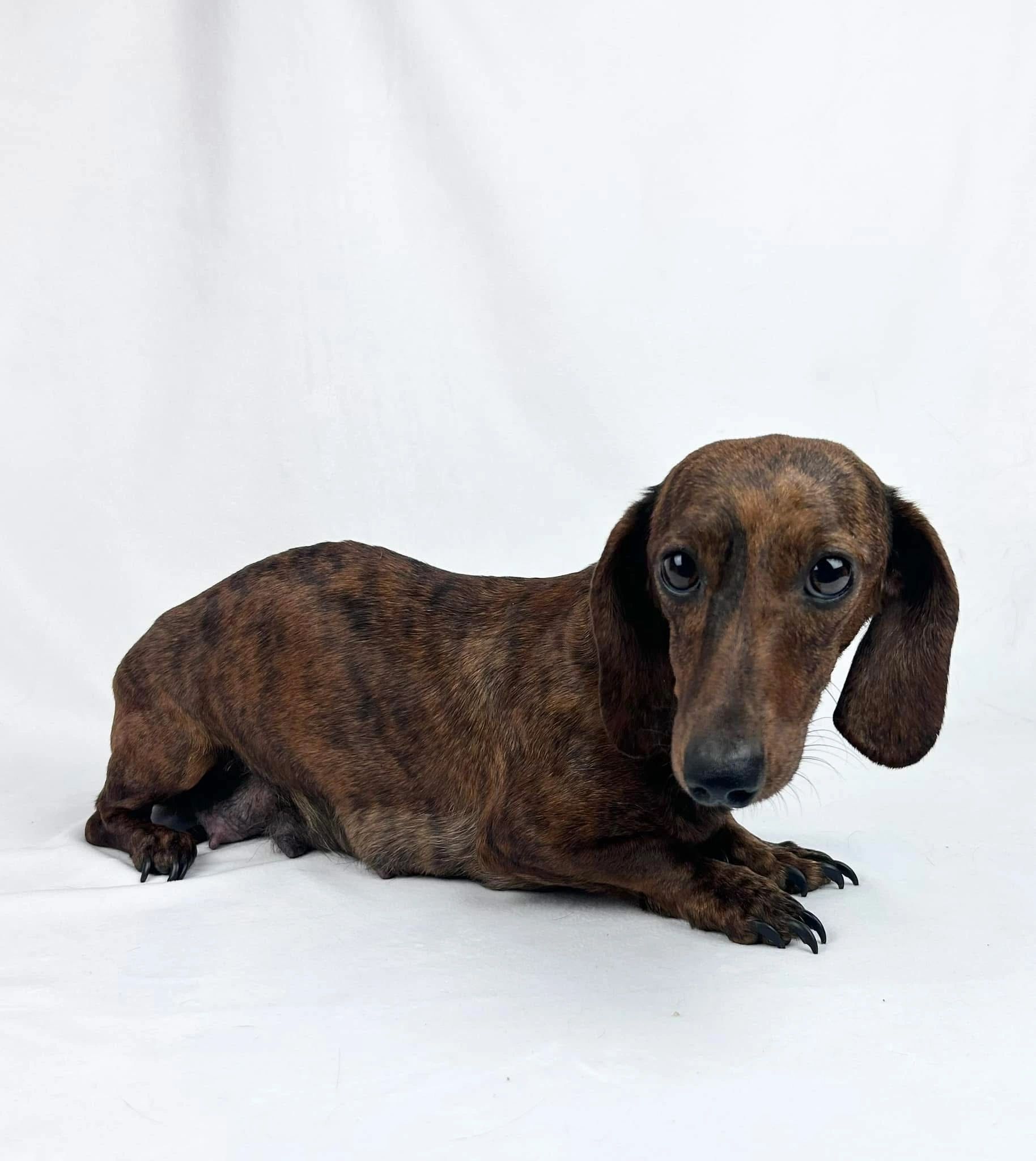 AKC Maddie