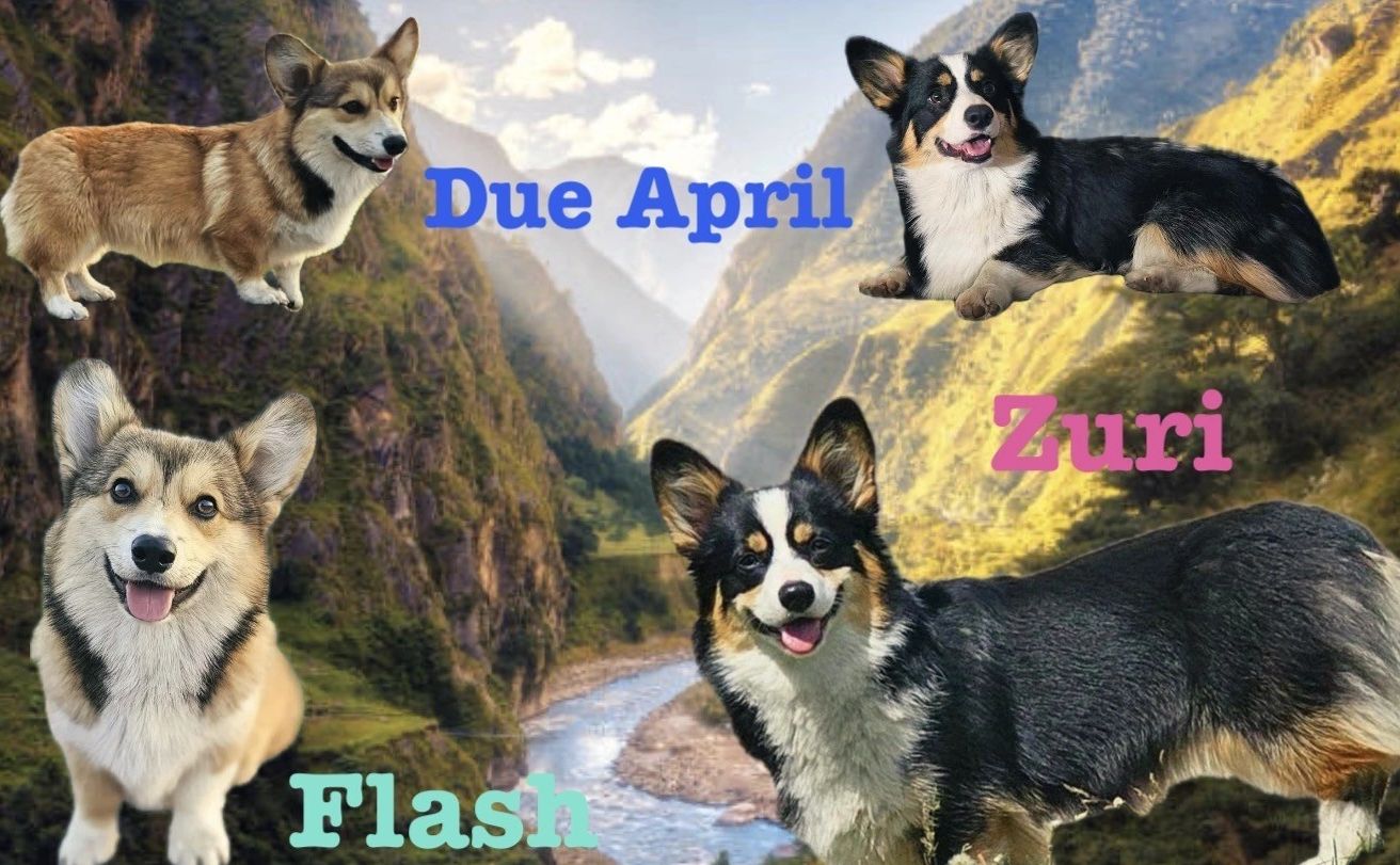 Four corgis with names and April due date text over mountain background.