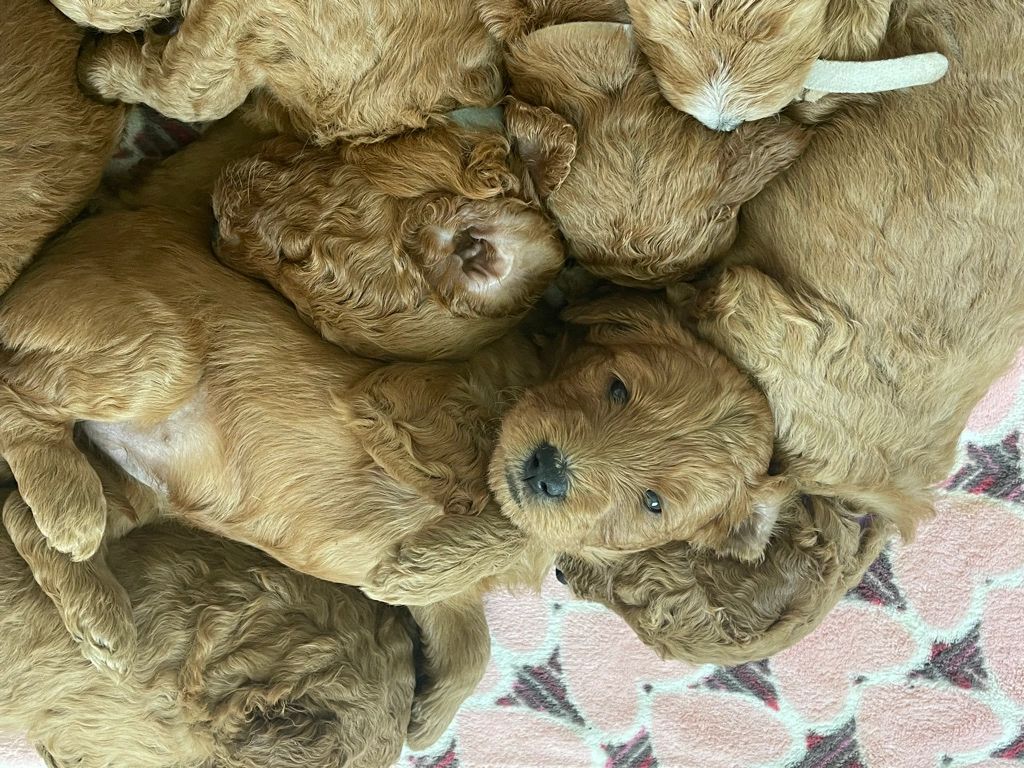 GoldenDoodle puppies
Sweet faces
Loving personalities