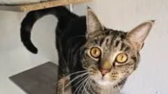 Curious tabby cat with striking yellow eyes on a scratching post.