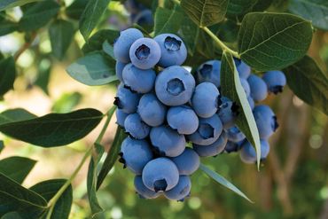 fresh and tasty blueberries