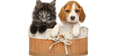 Kitten and puppy sitting together in a basket.