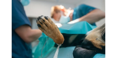 Dog's paw during surgery with veterinary staff in background.