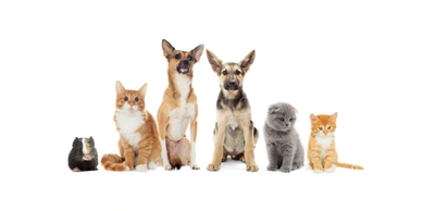 Two dogs, four cats, and a guinea pig lined up.