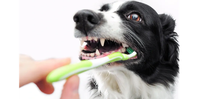 A dog getting its teeth brushed.