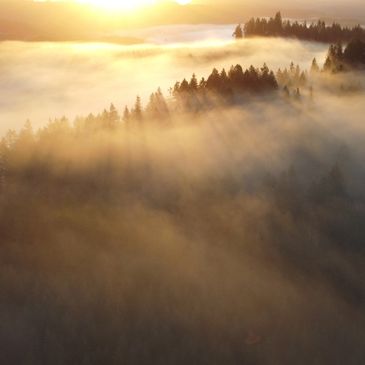 View white pine and timber forest