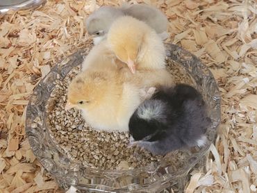Roozie & Goldie as baby chicks, our very 1st litter from Tractor Supply in June 2024
