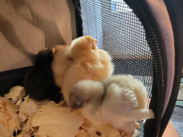 Roozy & Goldie from our 1st purchase at Tractor Supply and the beginning of our chicken family 6-24