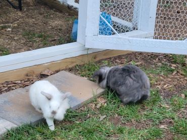 Is Grumpy coming or is Eeyore going?