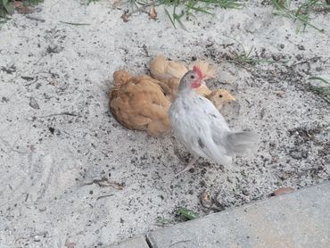 Bath time for the Golden Girls.