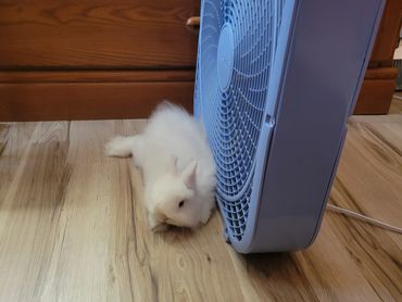 Casper loves his fan.