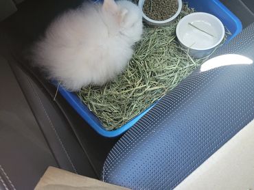 Casper takes his first road trip!