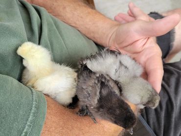 Believe it or not, that was Sassy & Sidekick as chicks.