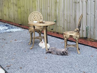 Grumpy & Eeyore chilling