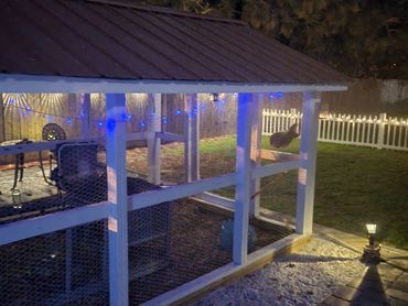 In the beginning, Roozy, our Bantam rooster and the Booted Bantam, Golden Girls sleeping.