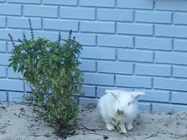 Grumpy finds everything to eat.