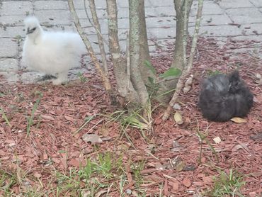 Sassy & Sidekick, still little...those were the days!