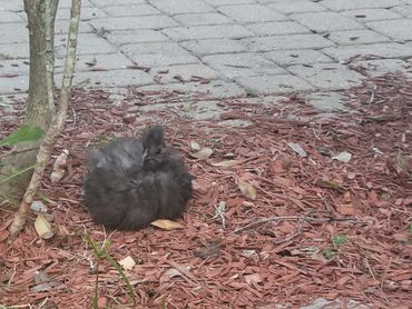 Sidekick, our silkie rooster also lost to the 1-12-25 fox attack