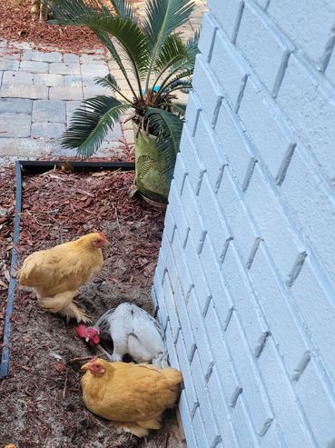Even roosters need a dirt bath. Here is Roozie cleaning his feathers with the booted bantam hens.