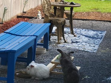 Grumpy and Eeyore having a snack. Did you know carrots are only a treat for rabbits?