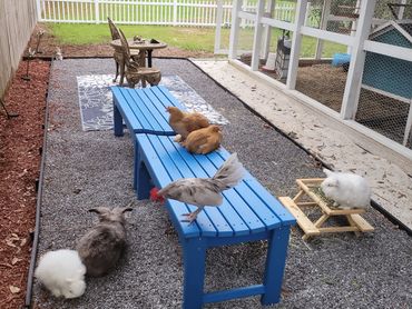 Goldie, Roozy, Eeyore (French Lop Ear), Grumpy (Lionhead) and Casper (Netherland Dwarf) rabbits