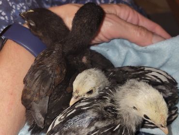 Teal, when she was a baby, is the only one left from this litter.