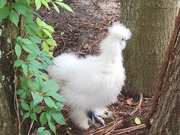 Sassy, the father of some of our current chickens was lost in our 1st/last fox attack 1-12-25