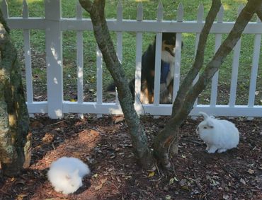 Athena takes her "herding" job very seriously as Grumpy complains. Casper, not so much.