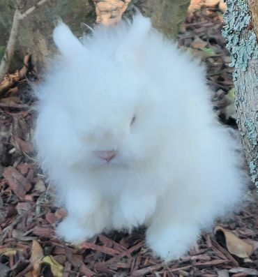 Casper takes a moment to clean those blue eyes.