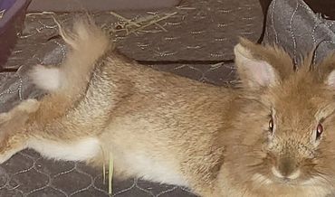 Sasha our 1st surrender on 12/1/24.