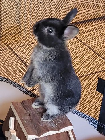Heidi, our first Netherland Dwarf, Rest in peace sweetheart.