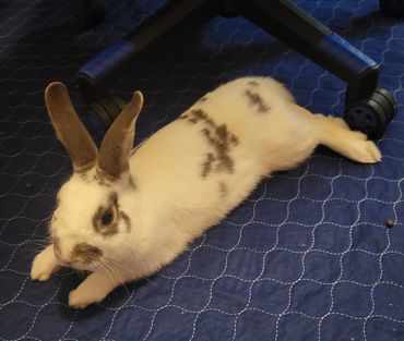 Here's Linc, a rescue from Pensacola and quite friendly!!