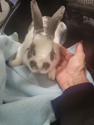 Linc's first trip to the veterinarian for a wellness check.