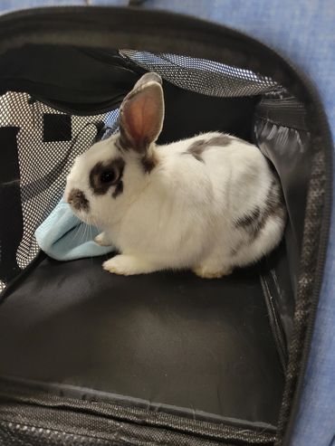Linc in his travel carrier.