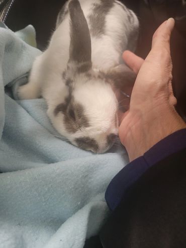 Linc loves his cuddles!! He's also available for adoption now that he's neutered.