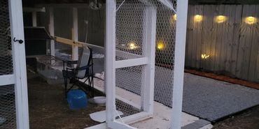 Summer time in the coop.