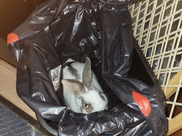 Look who hopped into the trash can!!